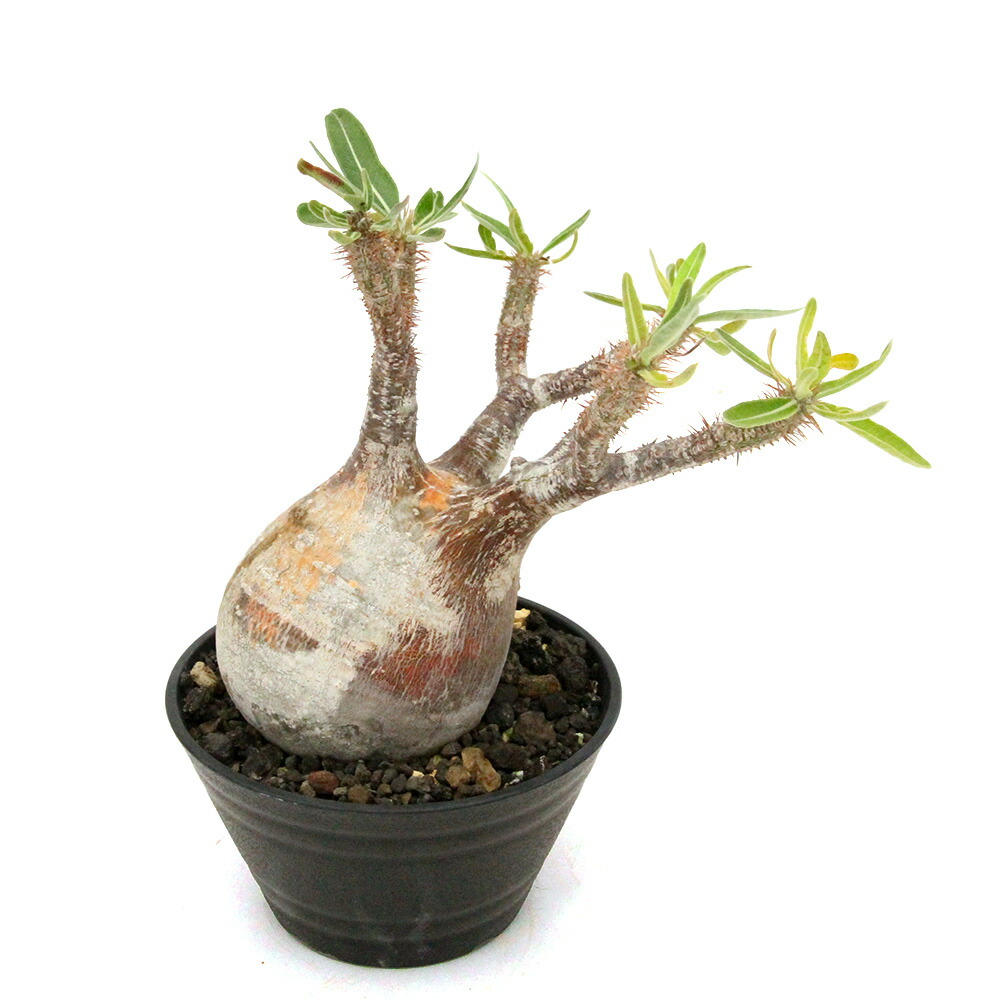 楽天市場】パキポディウムグラキリス（花・ガーデン・DIY）の通販