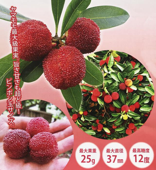 楽天市場】山桃(ヤマモモ) 東魁（トウカイ） 5号 苗木(J04) : 千草園芸