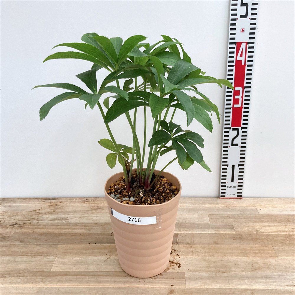 ヒ*イ様 2606グリーンリップdd(札落ち)両面リップ クリスマスローズ