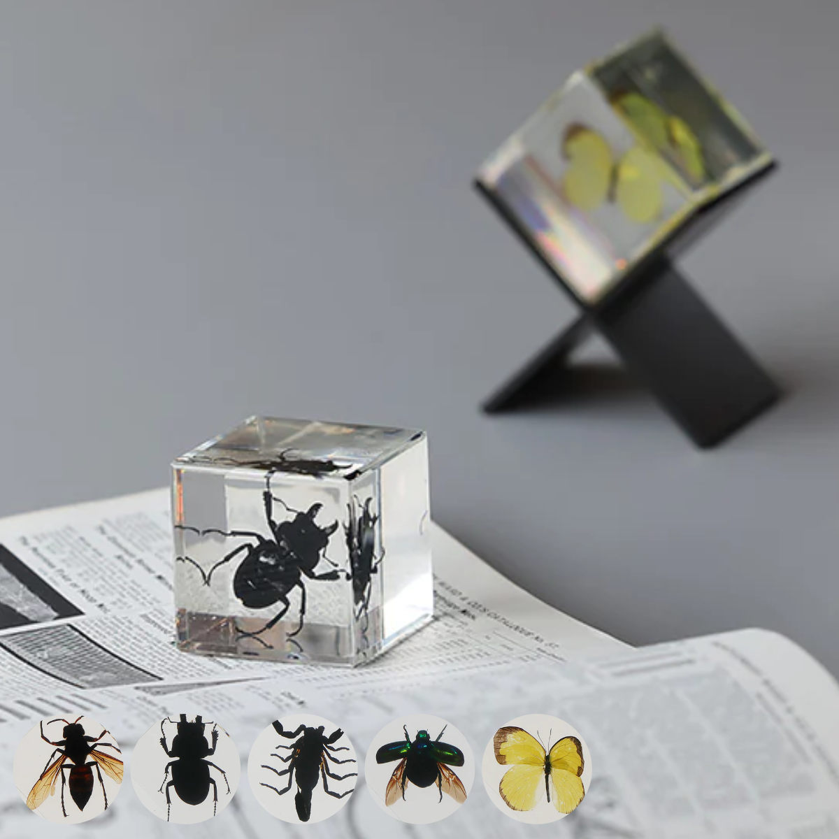 楽天市場】ペーパーウェイト Casimir 昆虫標本 ガラス （ 昆虫 標本 虫