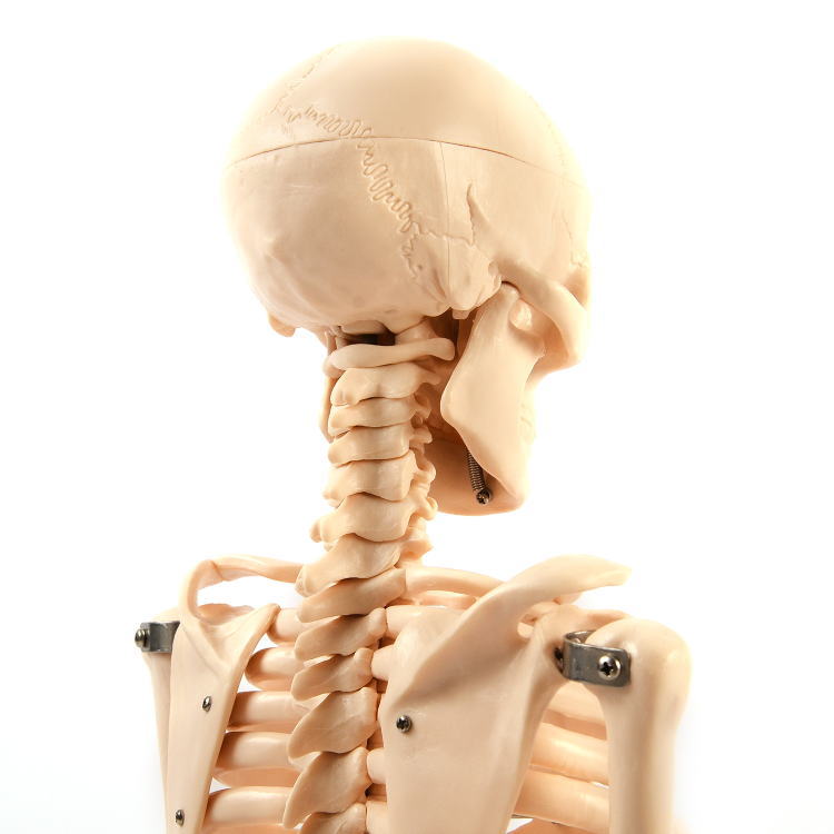 楽天市場】人骨模型 ガイコツ85cm骸骨 骨格 骨 模型 ガイコツ 人体