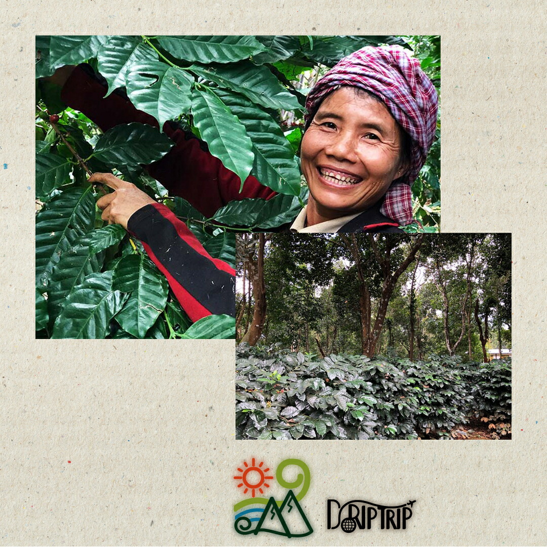 楽天市場】DRIP TRIP コーヒー 生豆 ホンジュラス SHG ハニー