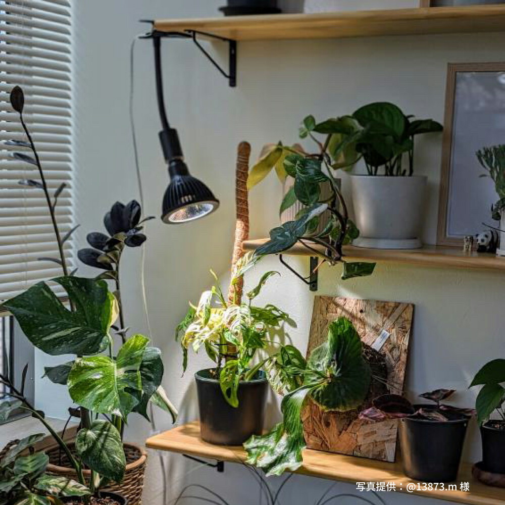 楽天市場】【3年保証】BARREL公式 植物育成LED ライト 【NEO AMATERAS