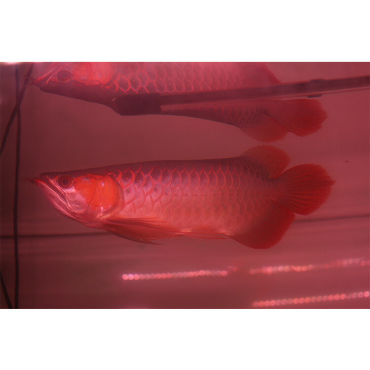 楽天市場】アロワナ ライト スーパーレッド 紅龍 水中 レッドアロワナ