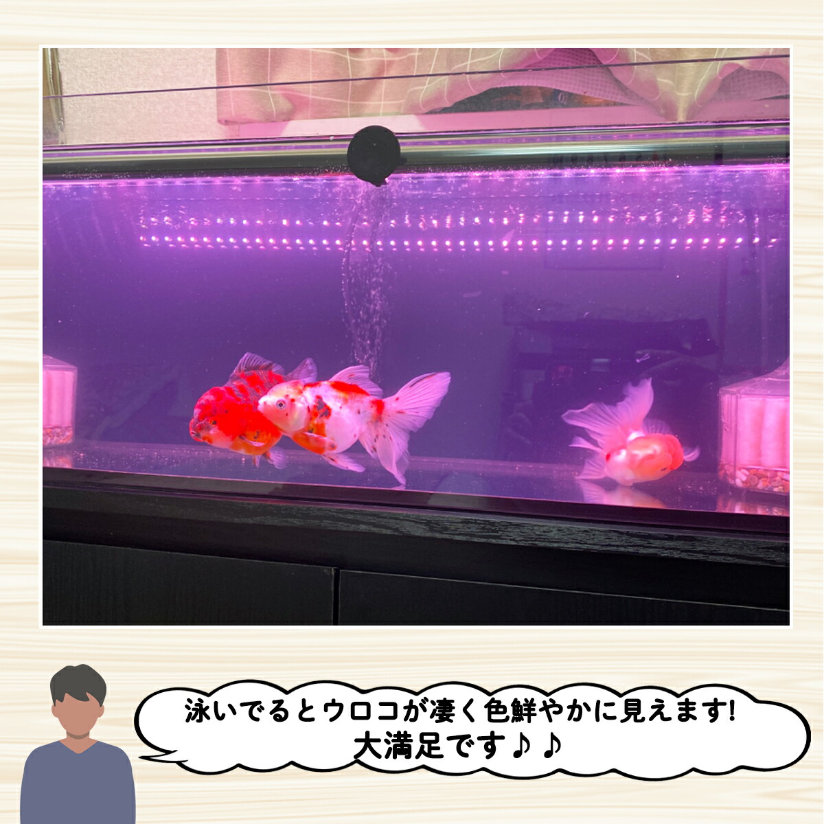 楽天市場】紅龍 スーパーレッド 水中 レッドアロワナ 水槽ライト