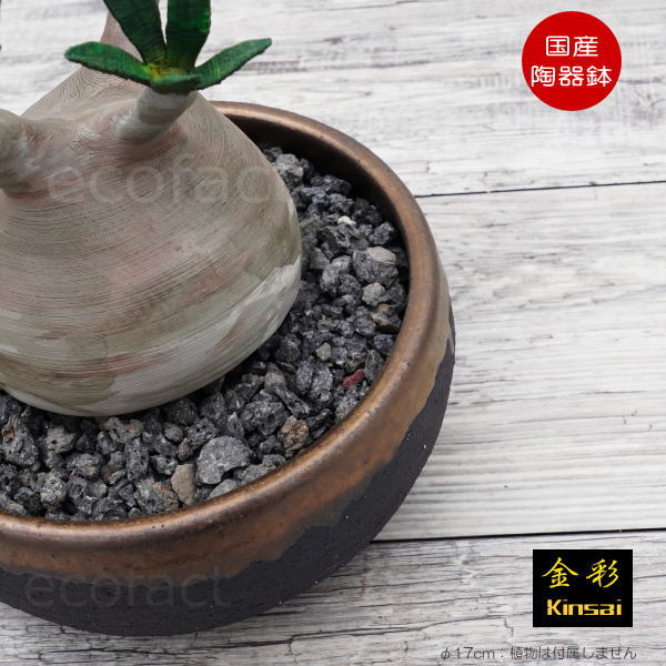 楽天市場】陶器鉢 植木鉢 丸浅（中）φ17cm 底穴あり 金彩 ブラック