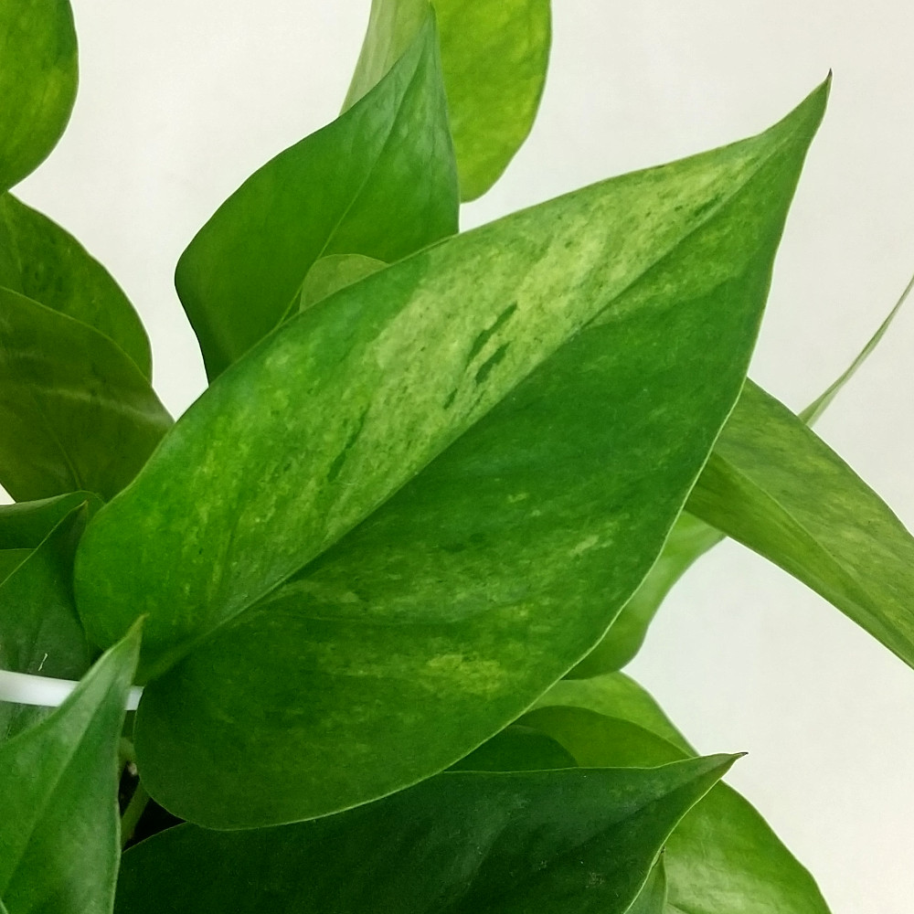 楽天市場】ポトス・テルノランコントル 5号 吊り【観葉植物 5寸