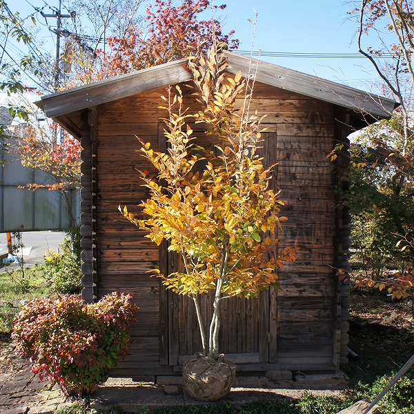 楽天市場】ヤマコウバシ（山香ばし） 株立 樹高2.0m前後 露地苗 低木