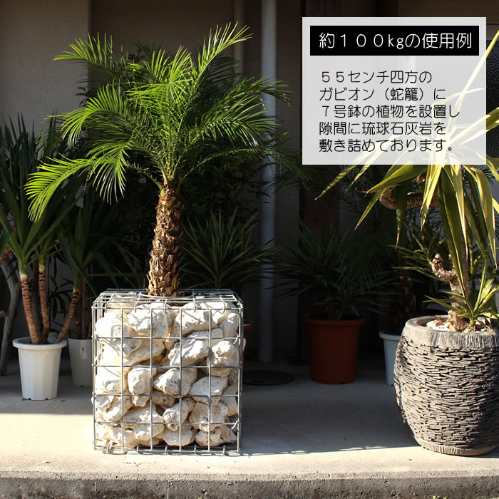 楽天市場】ガーデンストーン コーラル（琉球石灰岩）白い石 ホワイト