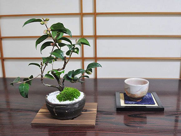 楽天市場】椿の盆栽【盆栽 ミニ盆栽 鉢植】 : 盆栽妙 楽天市場店