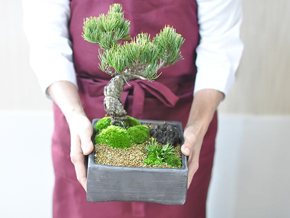 楽天市場】盆栽 松 五葉松 和の庭 いぶし正角鉢 和の庭園風 松盆栽