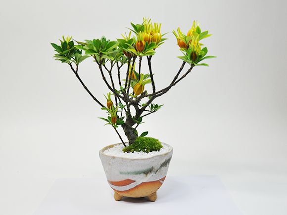 楽天市場】盆栽 クチナシ 梔子 くちなし ミニ盆栽 不思議な実のなる