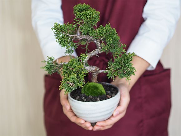 楽天市場】盆栽 真柏 ミニ盆栽 初心者 室内 鑑賞 盆栽入門 趣味 ミニ