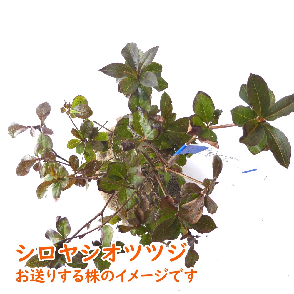 楽天市場】『 シロヤシオ ツツジ 根巻株 2株 』 樹高約20cm 苗 苗木