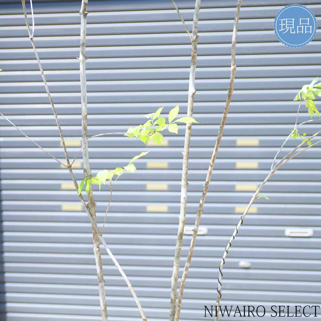 楽天市場】山採り【アオダモ】株立ち 自然風樹形 コバノトネリコ 樹高H