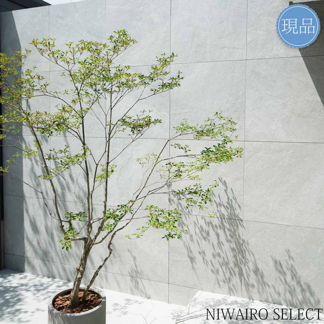 楽天市場】【現品】鉢植え 山採り【大型ドウダンツツジ】灯台躑躅 株