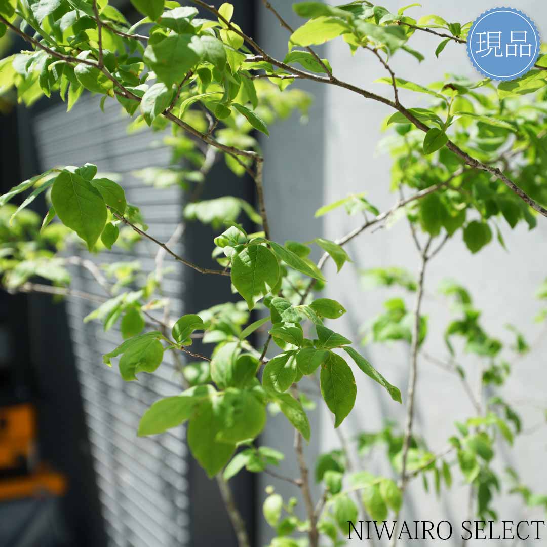 ナツハゼ 山採り ③ 楽天市場】【現品】山採り【ナツハゼ】夏櫨 本株