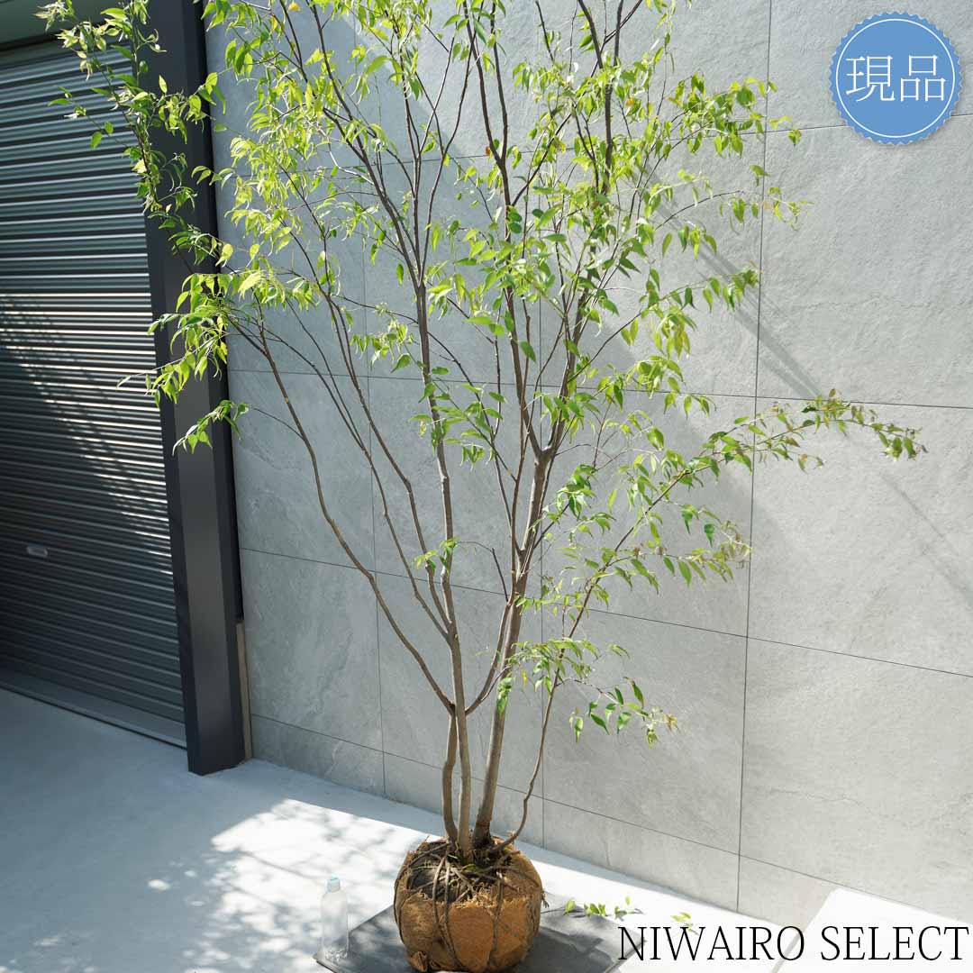 楽天市場】【現品】山採り【ハイノキ】株立ち 自然風樹形 樹高H≒295