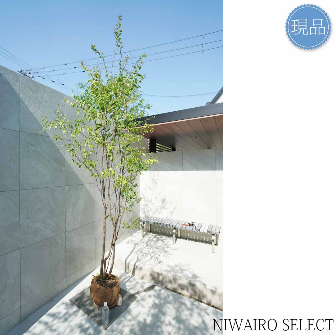 楽天市場】【現品】山採り【ハイノキ】株立ち 自然風樹形 樹高H≒295