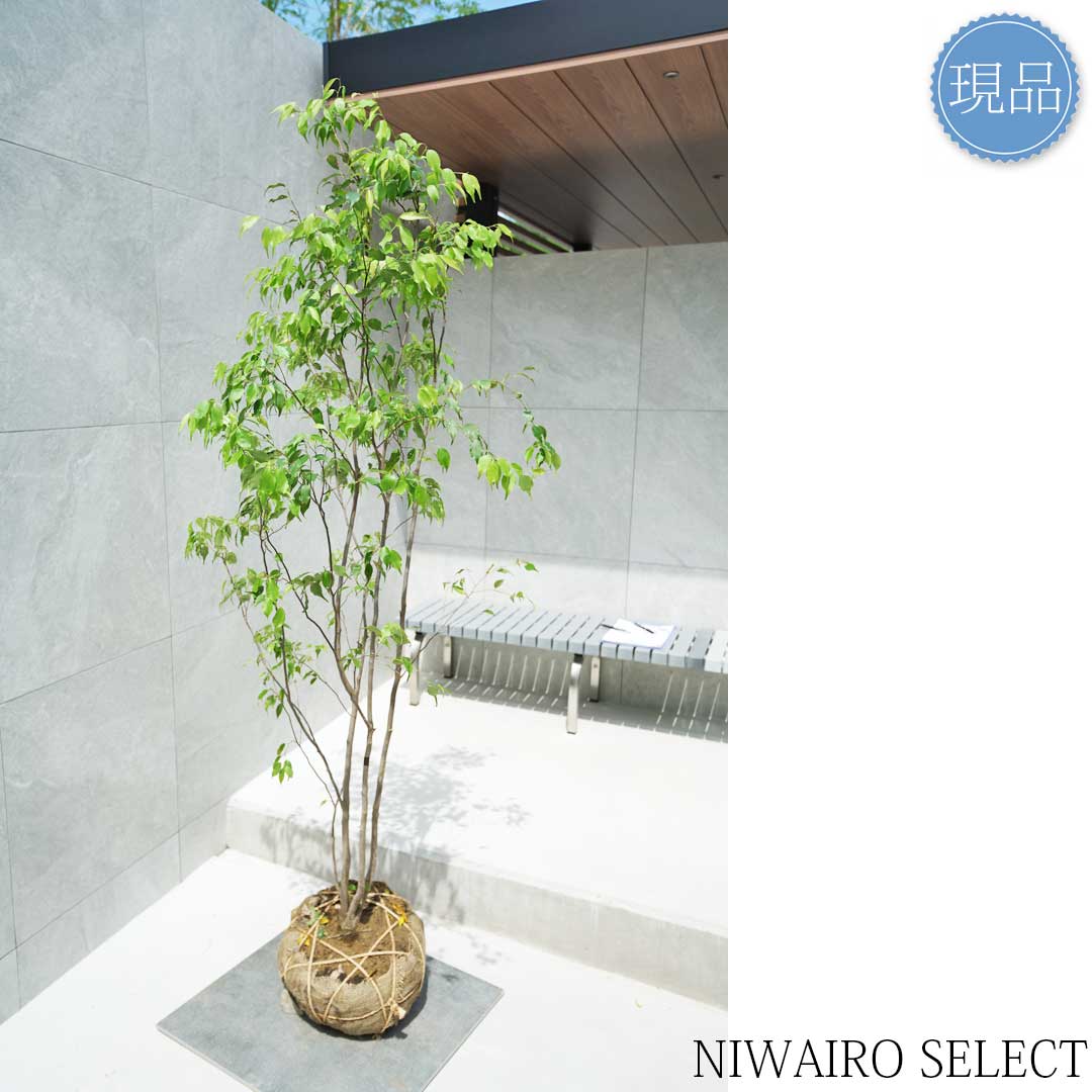 楽天市場】【現品】山採り【ハイノキ】株立ち 自然風樹形 樹高H≒185