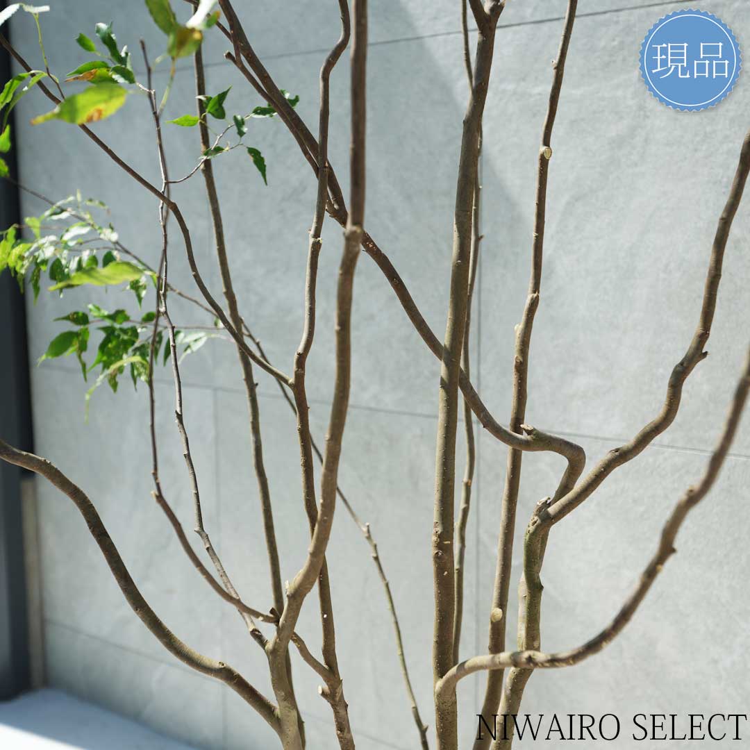楽天市場】【現品】山採り【ハイノキ】株立ち 自然風樹形 樹高H≒235