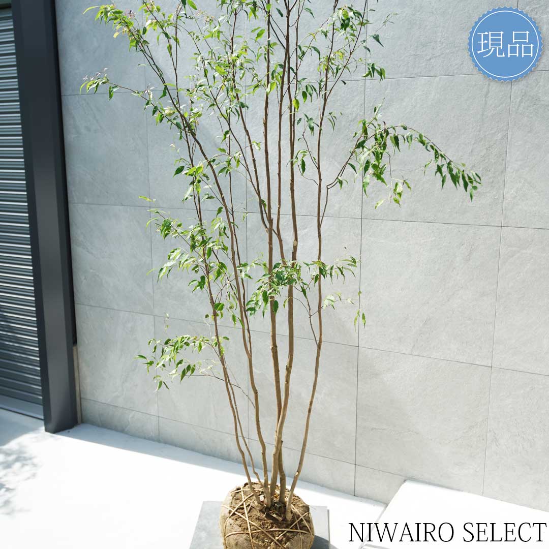 楽天市場】【現品】山採り【ハイノキ】株立ち 自然風樹形 樹高H≒285