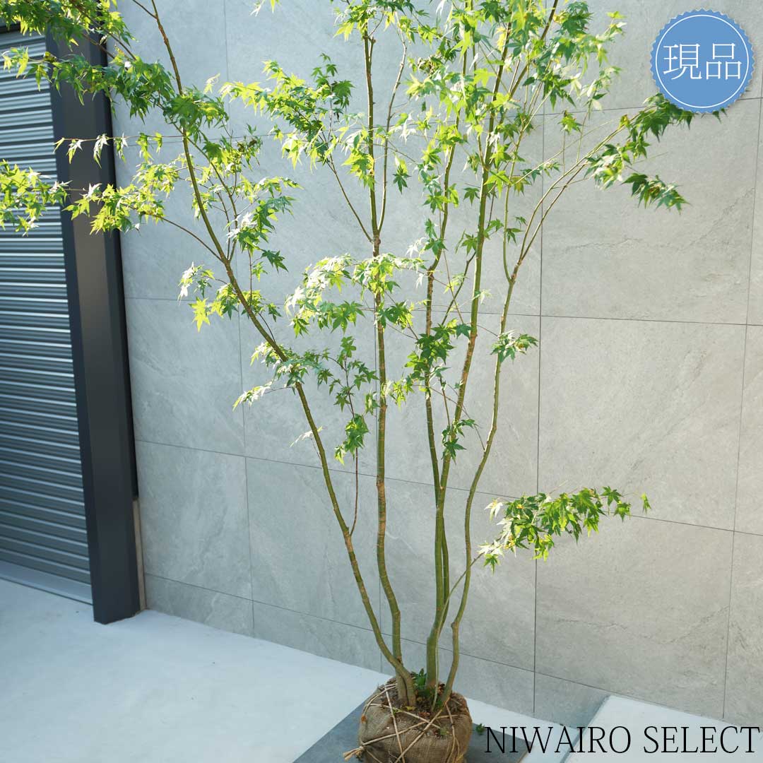 楽天市場】【現品】山採り【イロハモミジ】紅葉 株立ち 自然風樹形