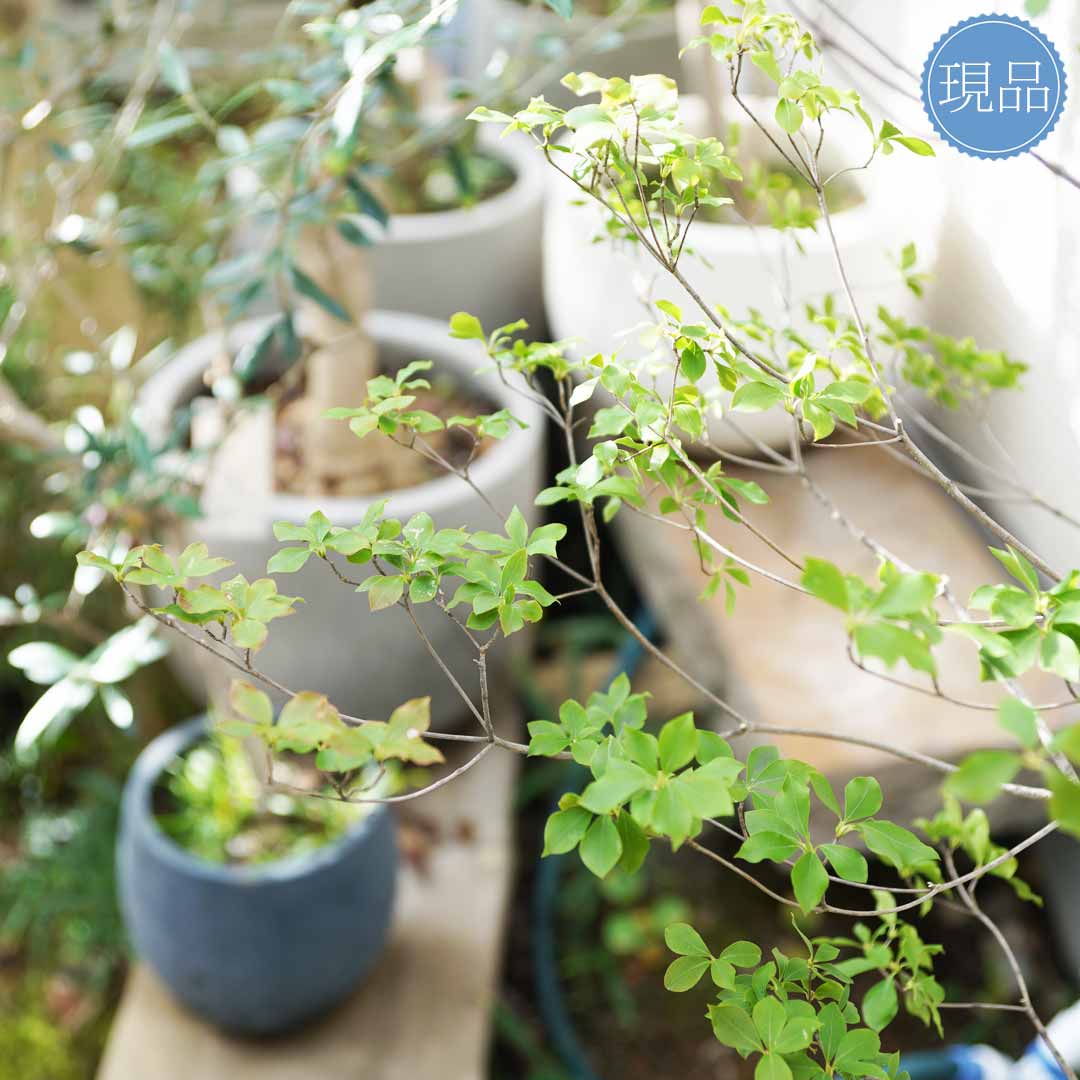 楽天市場】【現品】山採り【大型ドウダンツツジ】自然風樹形 樹高H