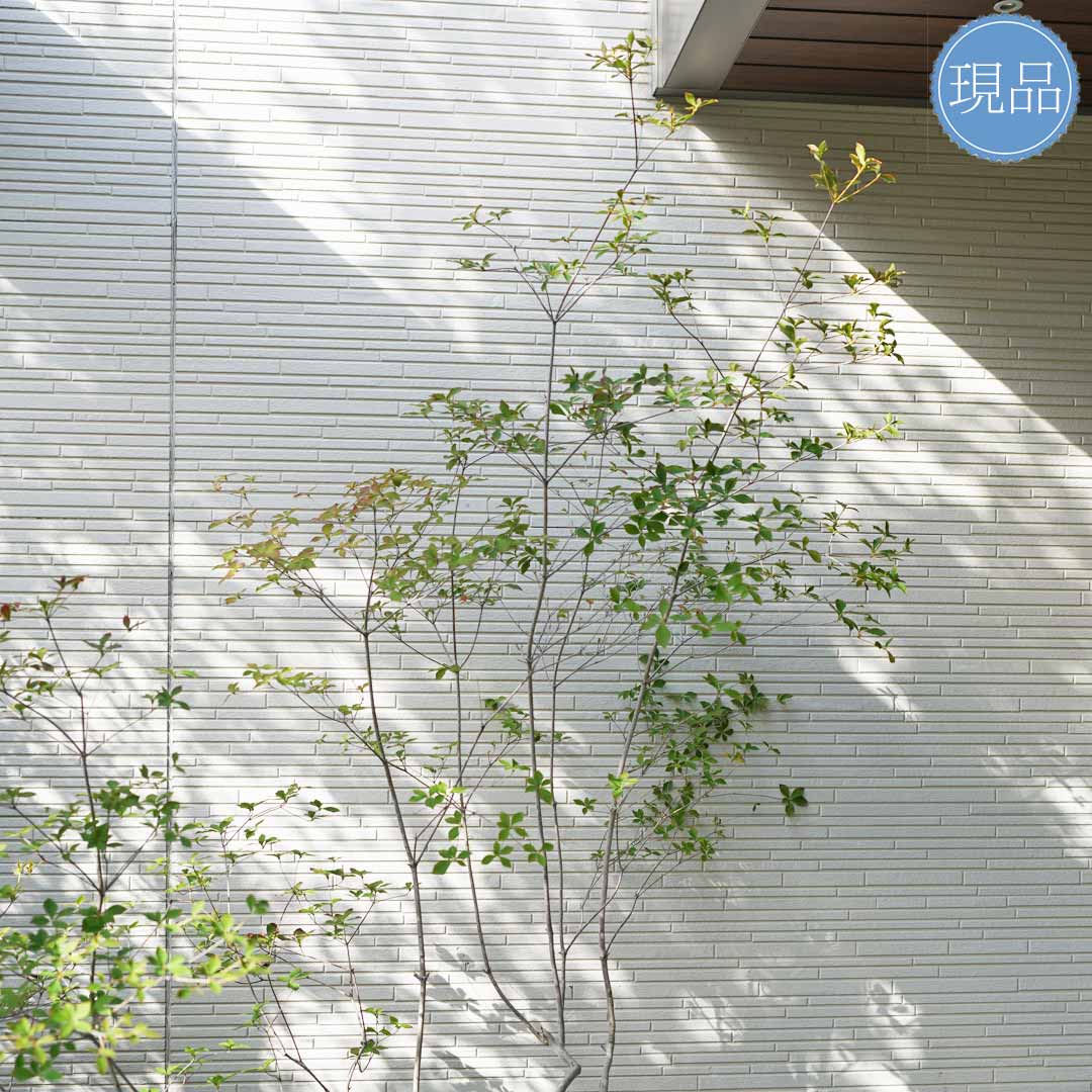 楽天市場】大型 山採り【ドウダンツツジ】株立ち 自然風樹形 樹高H