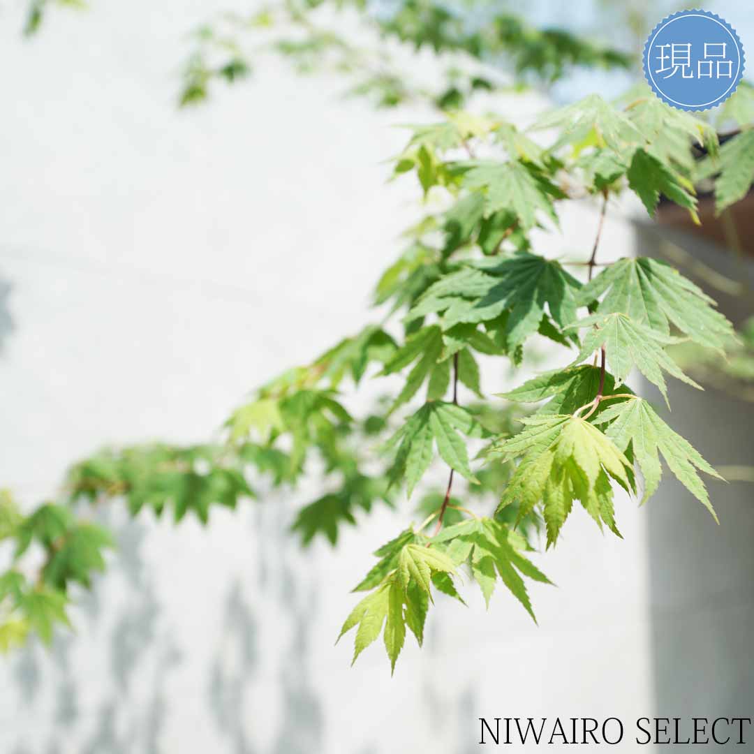 楽天市場】【現品】山採り【コハウチワカエデ】小羽団扇楓 自然風樹形