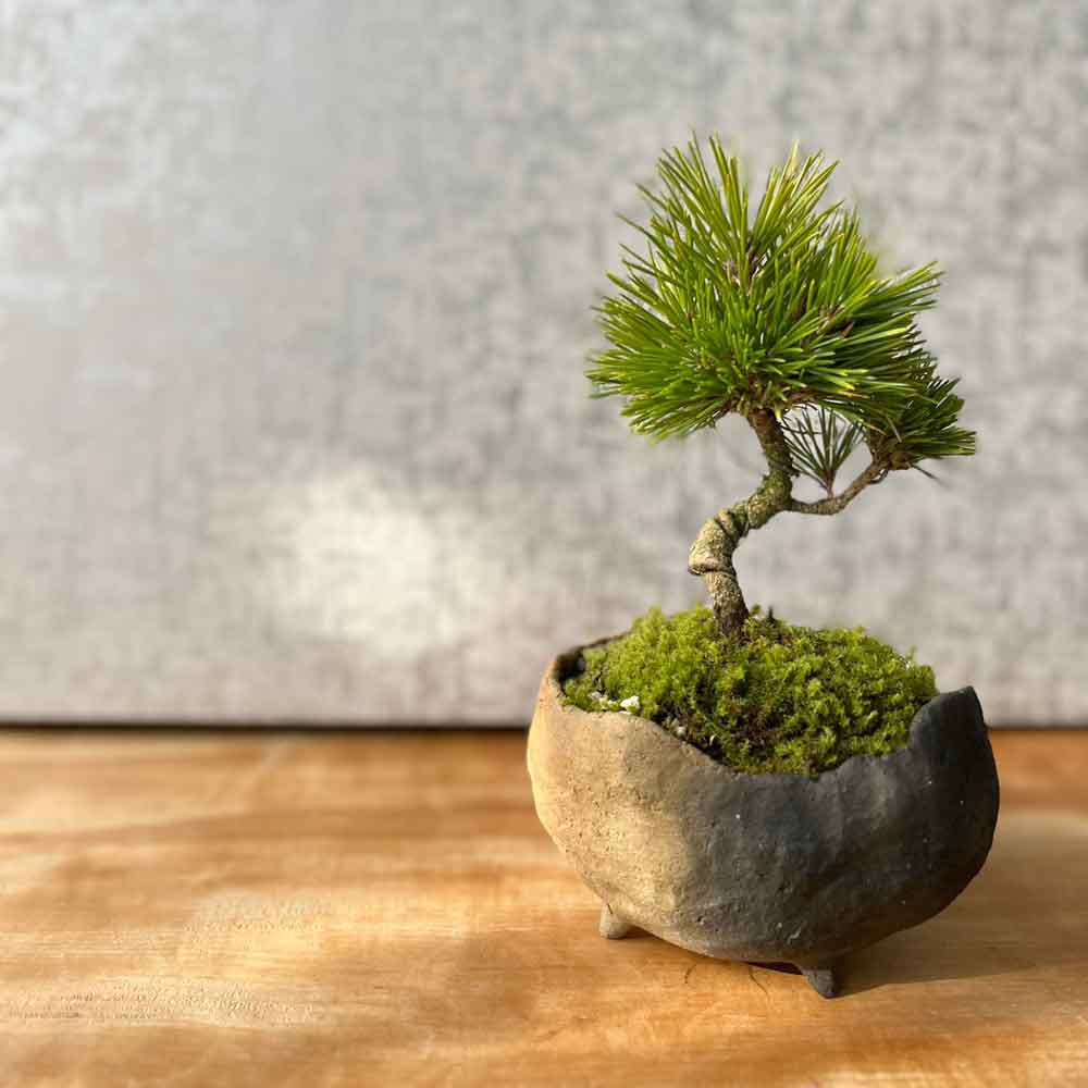 楽天市場】盆栽 黒松 くろまつ 盆栽 鉢 作家 真山茜 炭化焼〆 ぼんさい