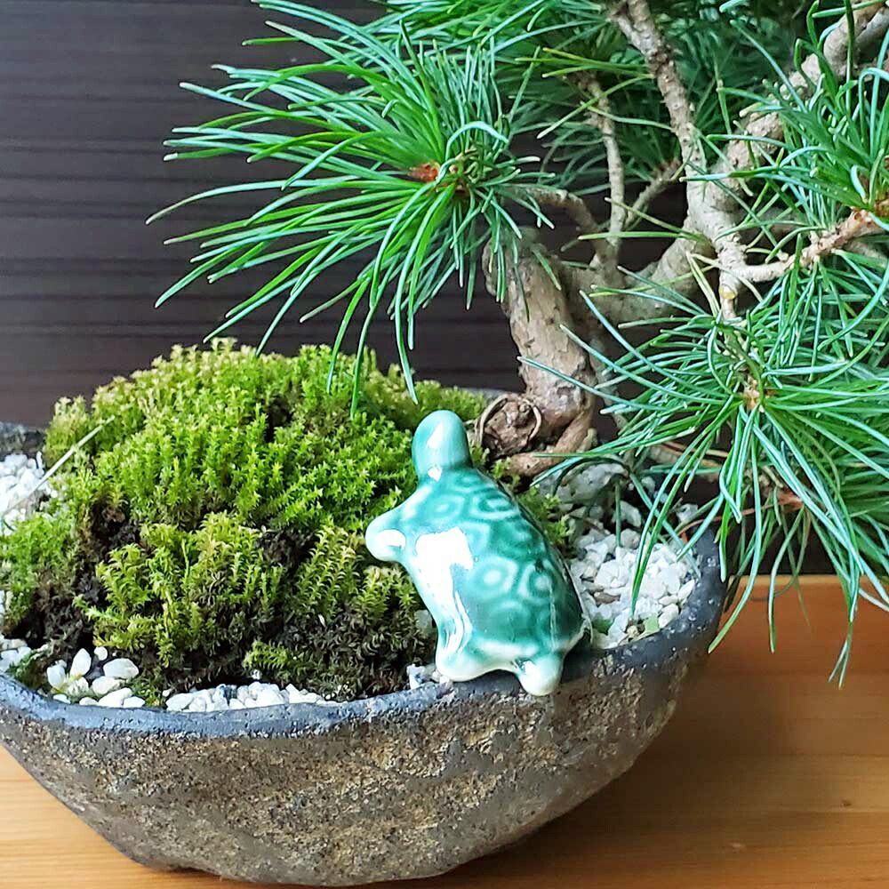 楽天市場】ミニチュア 置物 飾り フィギュア 緑 亀（かめ）4．5cm 添
