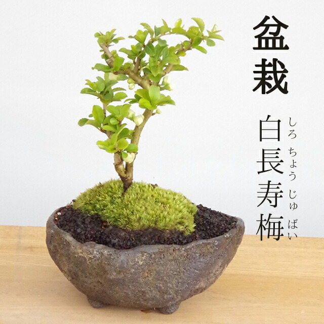 楽天市場】盆栽 長寿梅 白花 白長寿梅（しろちょうじゅばい） 白長寿梅