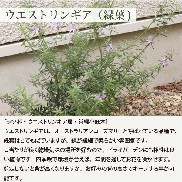 楽天市場】オージープランツ ［C］低木と多年草のセット生産者直送 15