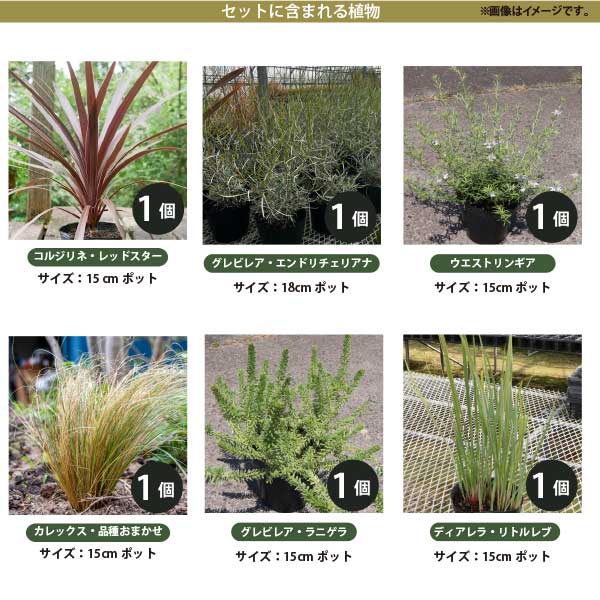 楽天市場】オージープランツ ［C］低木と多年草のセット生産者直送 15