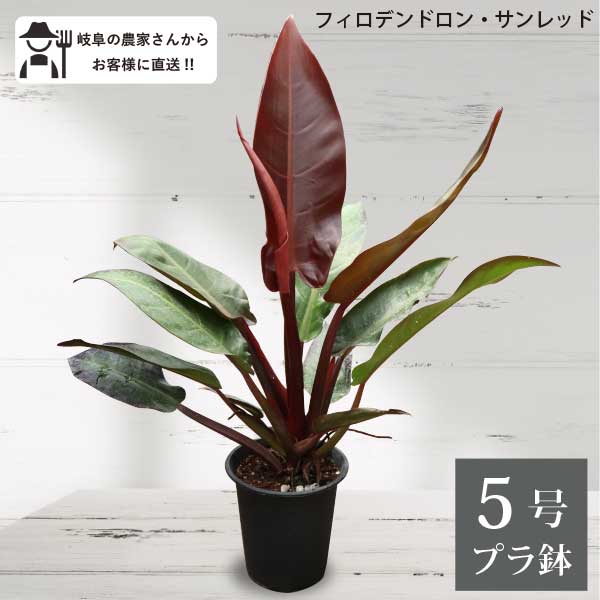 楽天市場】フィロデンドロン・サンレッド 5号鉢 1鉢 プラ鉢 観葉植物