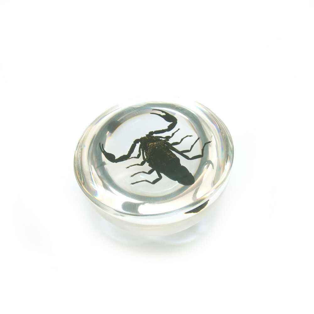 楽天市場】【※メール便不可※】 半球型昆虫樹脂標本(小)【サソリ