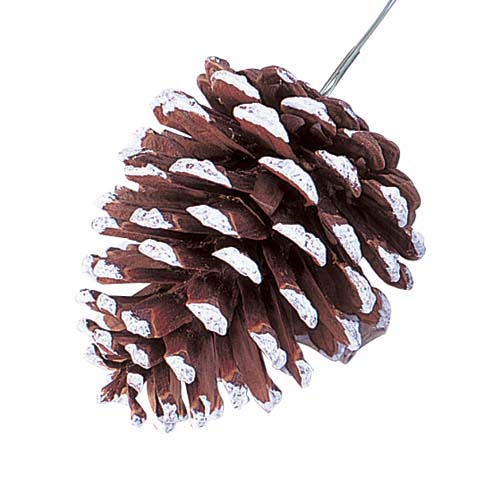楽天市場】秋の装飾 ディスプレイ 松ぼっくり 雪 80mmホワイトパイン