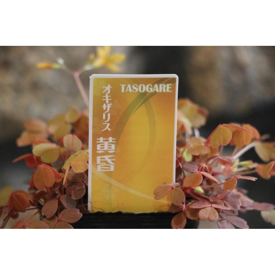 楽天市場】オキザリス 黄昏 2.5ロングポット苗 寄せ植え 花壇 カラー