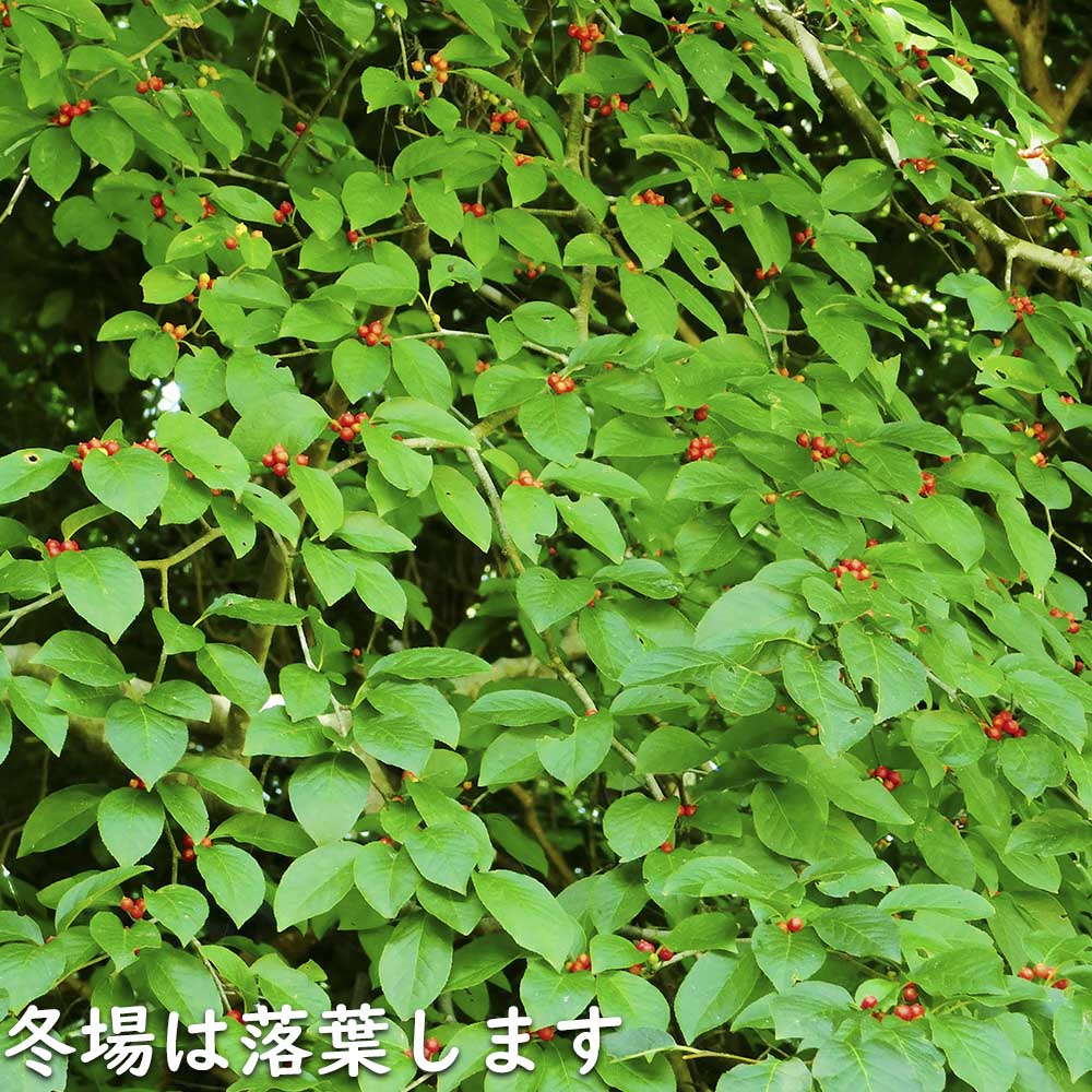 楽天市場】アオハダ 株立ち 2.5m 露地 苗木 : トオヤマグリーン