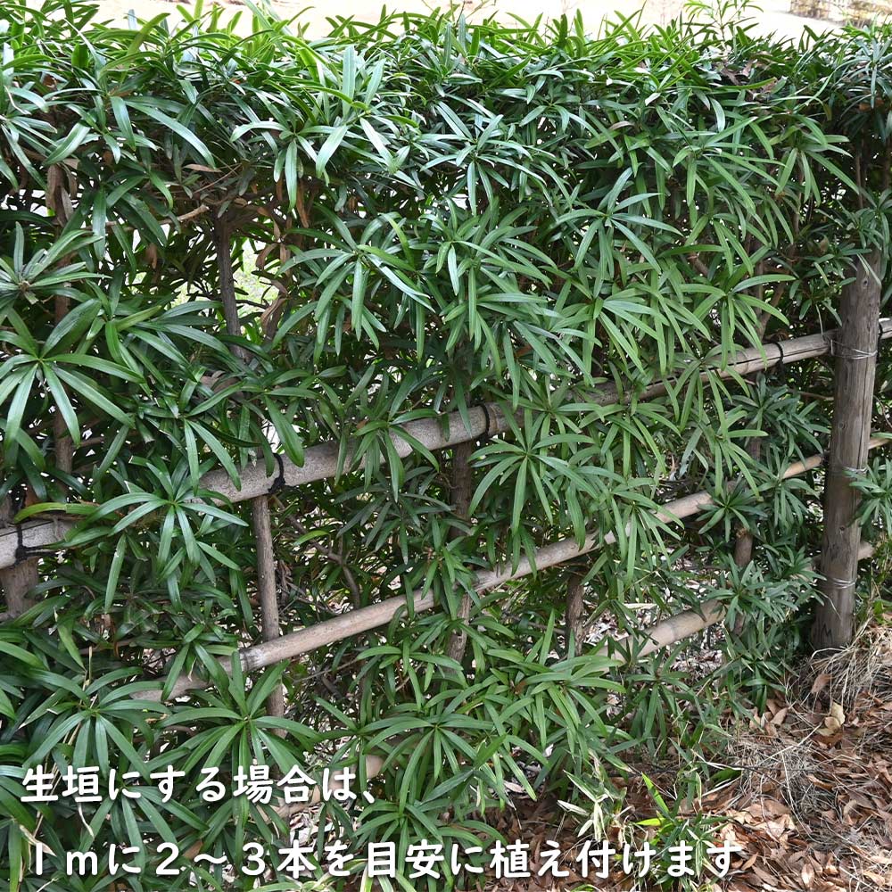 楽天市場】イヌマキ 2m 露地 苗木 : トオヤマグリーン