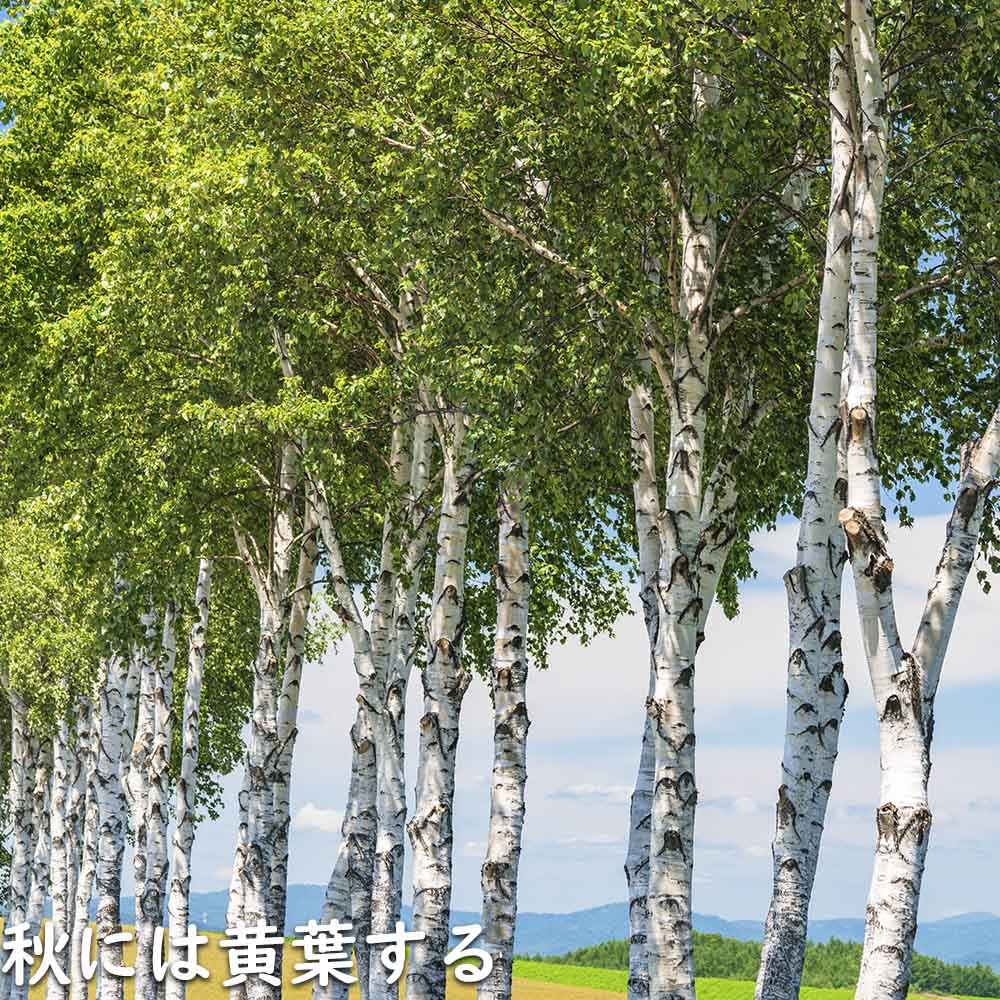楽天市場】シラカバ 0.3m 10.5cmポット 10本 苗 : トオヤマグリーン