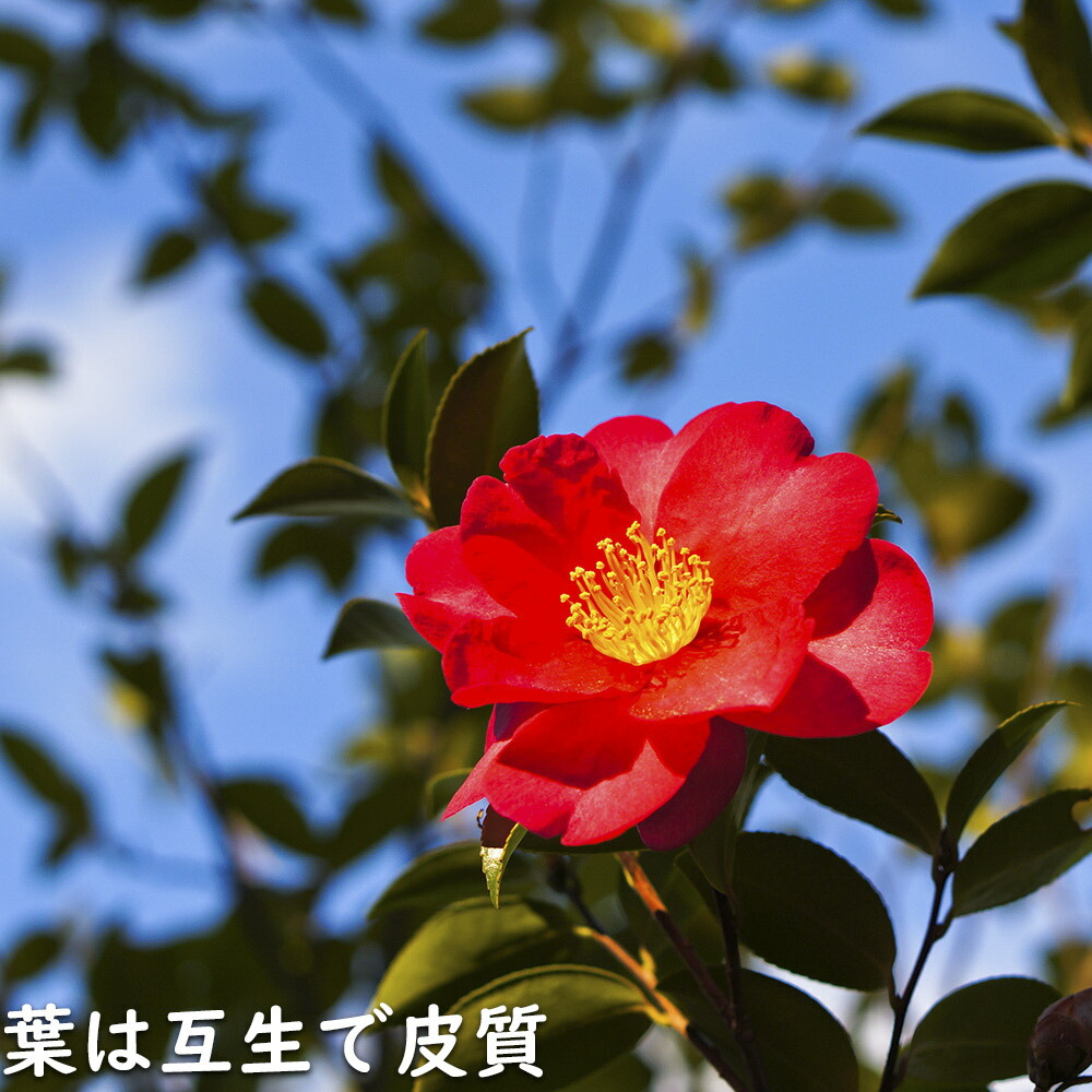 楽天市場】サザンカ タチカン赤花 2m 露地 苗木 : トオヤマグリーン