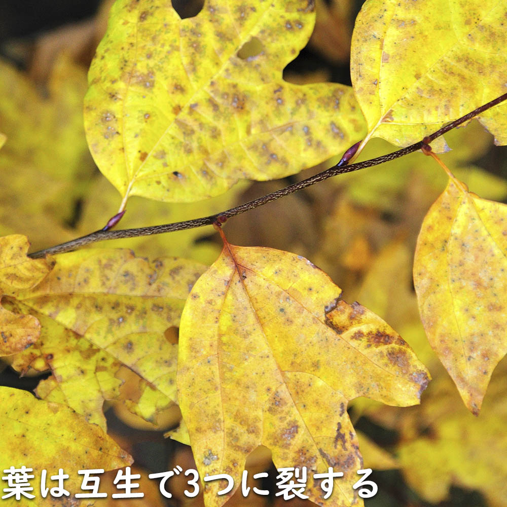 楽天市場】シロモジ 0.3m 10.5cmポット 苗 : トオヤマグリーン