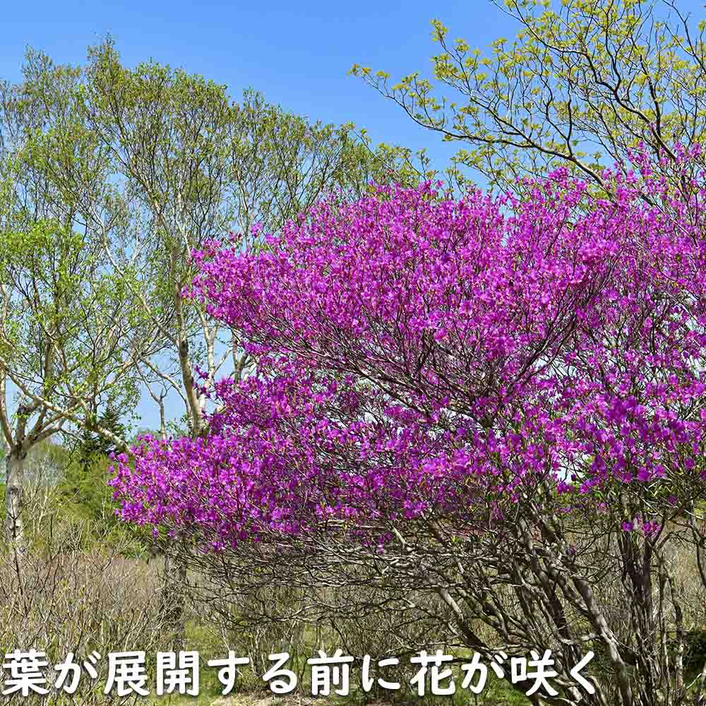 楽天市場】ミツバツツジ 2.5m 露地 苗木 : トオヤマグリーン