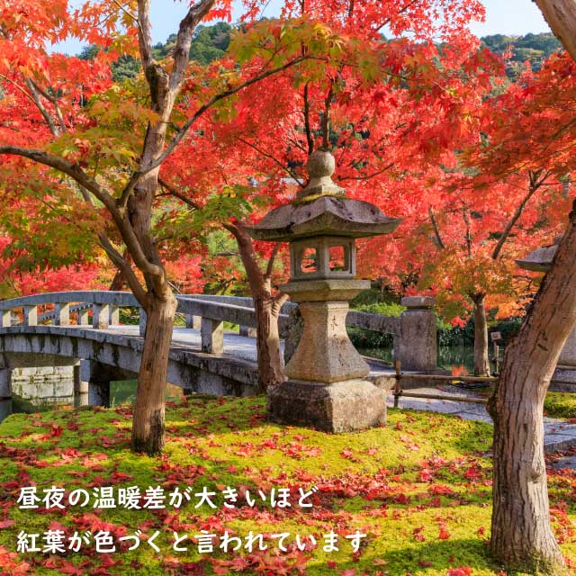 楽天市場】イロハモミジ 株立ち 2.3m 露地 苗木 : トオヤマグリーン