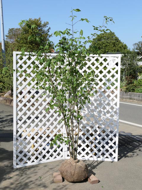 楽天市場】ツリバナ 株立ち 2m 露地 苗木 : トオヤマグリーン