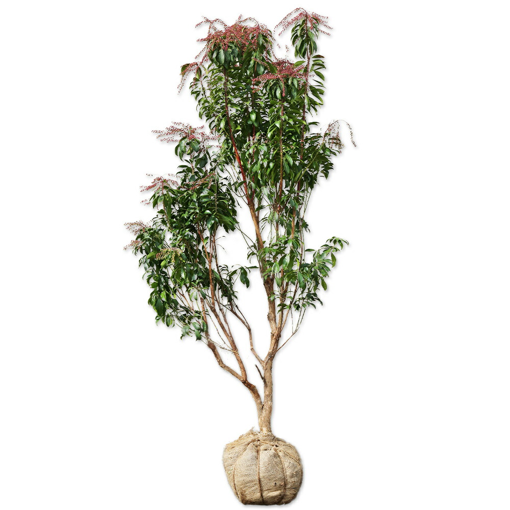 楽天市場】アセビ 1.5m 露地 苗木 : トオヤマグリーン