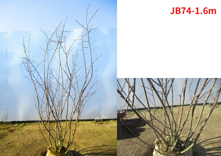 楽天市場】【スーパーセール10%OFF】【現品発送】 ジューンベリー 株