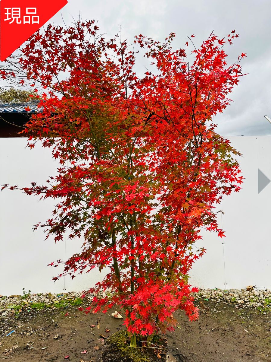 楽天市場】植木（種類（植物）イロハモミジ）（ガーデニング・農業｜花